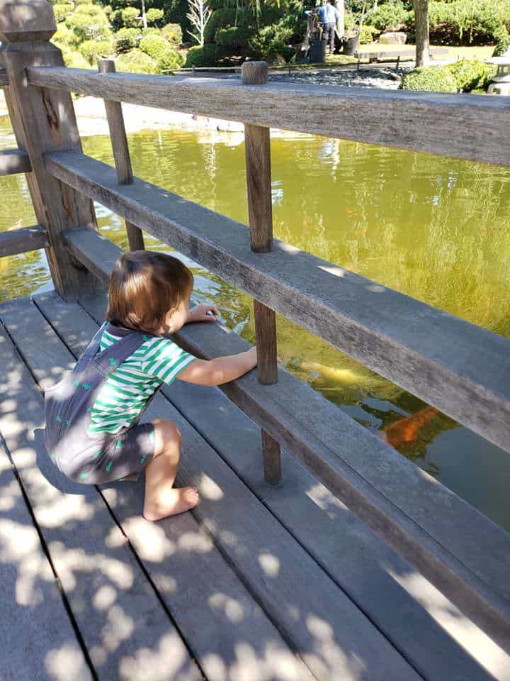 child at koi pond