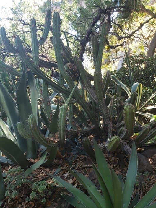 Cactus and Succulent Garden at Rancho Los Alamitos