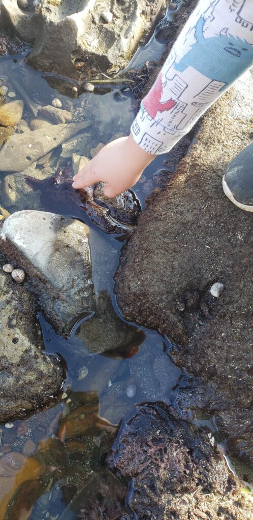 child touching sea hare with two gentle fingers