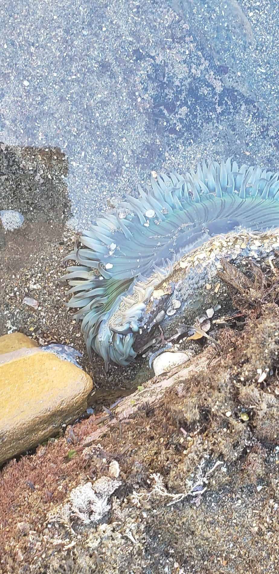 open sea anemone