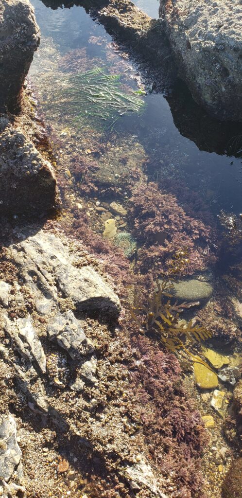 plants and animals in a tidepool