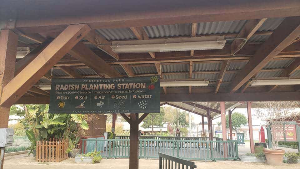 radish planting station at centennial farms