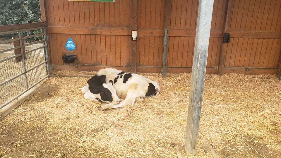 cow sleeping in hay