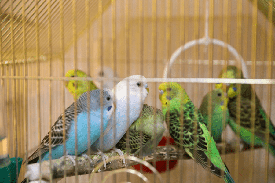 parakeets in pet store